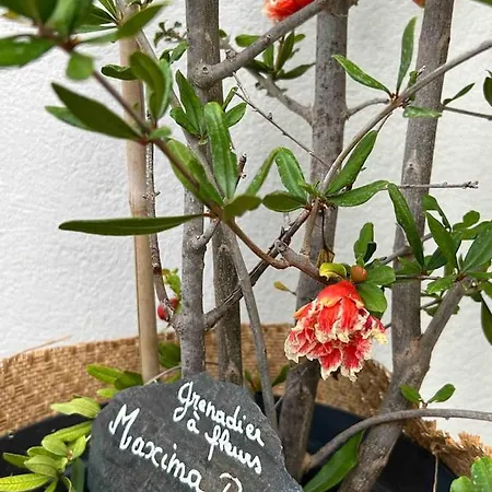 Salamandre * Carqueiranne